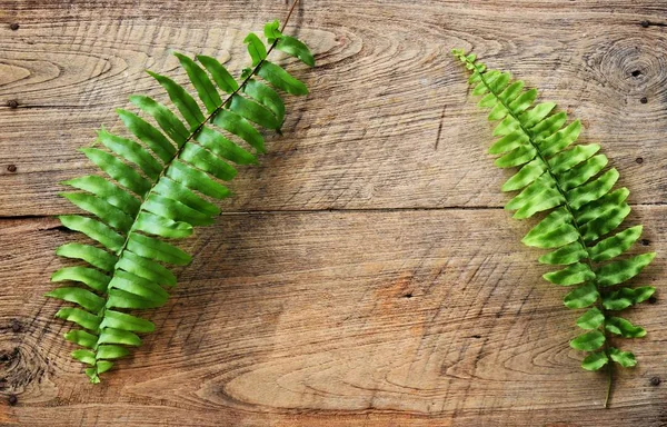 Тропические Зеленые Листья Папоротника Деревянном Фоне — стоковое фото