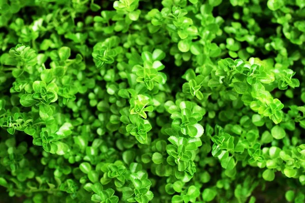 Close Green Leave Nature Abstract Nature Background — Stock Photo, Image
