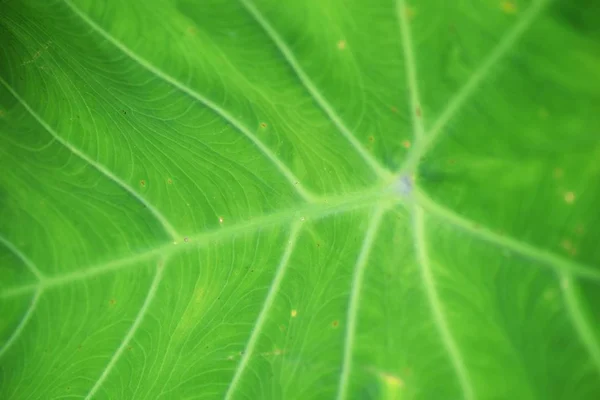 Primer Plano Verde Dejar Naturaleza Abstracta Naturaleza Fondo —  Fotos de Stock