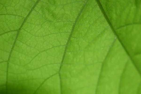 Close Fundo Textura Folha Verde — Fotografia de Stock