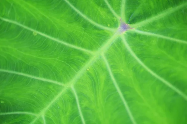 Close Groen Blad Textuur Achtergrond — Stockfoto