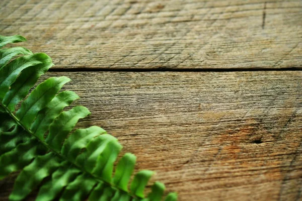 tropical green leave fern plant on wooden background