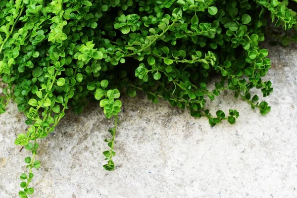Konkrét Textúra Zöld Levelek Ivy Helyet Másolatot Háttér — Stock Fotó