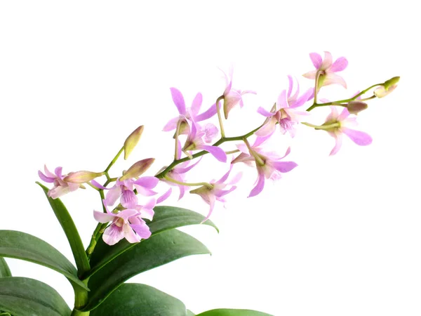 Beyaz Arka Plan Üzerinde Izole Pembe Orkide Çiçek Tomurcuk Buket — Stok fotoğraf
