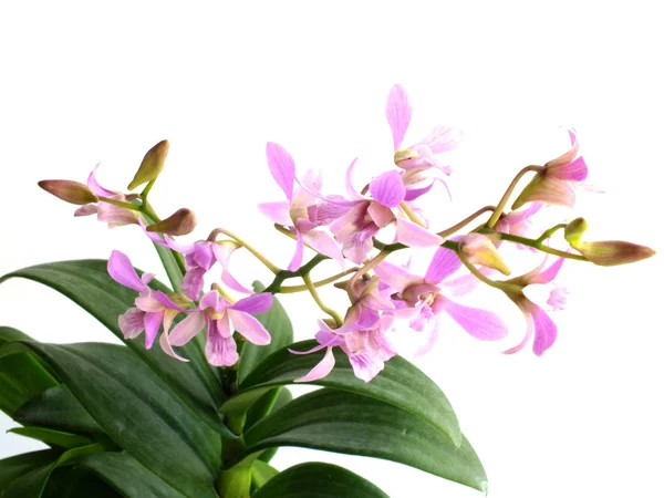 Kytice Poupě Růžové Orchideje Izolovaných Bílém Pozadí — Stock fotografie