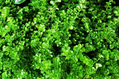 Yeşil yaprak dokusu arkaplanını kapat