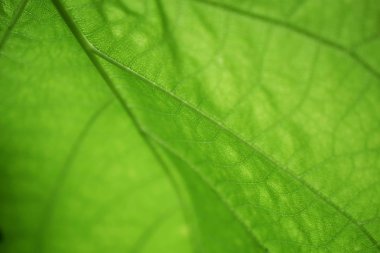 Yeşil yaprak dokusu arkaplanını kapat