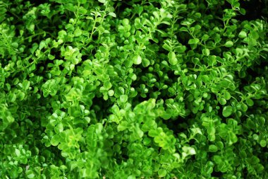 Yeşil yaprak dokusu arkaplanını kapat