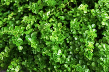 Yeşil yaprak dokusu arkaplanını kapat