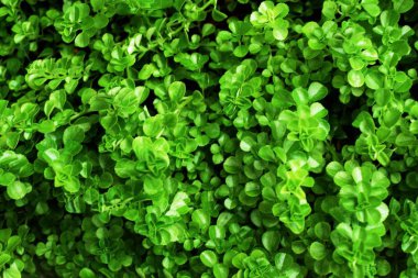 Yeşil yaprak dokusu arkaplanını kapat