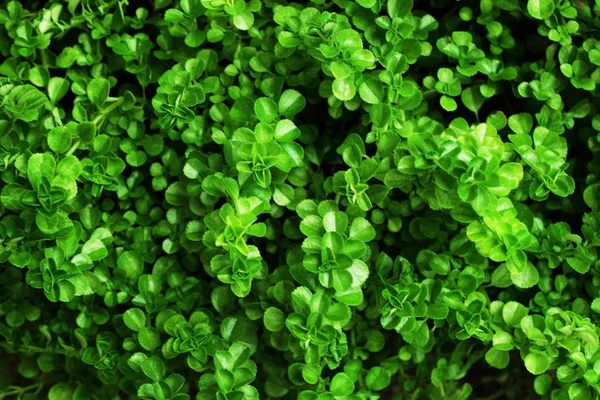 Yeşil yaprak dokusu arkaplanını kapat