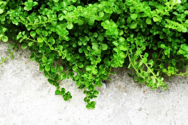 Tekstur Beton Dan Daun Hijau Ivy Dengan Latar Belakang Salinan — Stok Foto