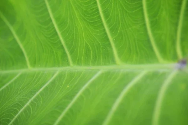 Yeşil Yaprak Dokusu Arkaplanını Kapat — Stok fotoğraf