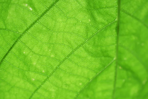 Close Groen Blad Textuur Achtergrond — Stockfoto