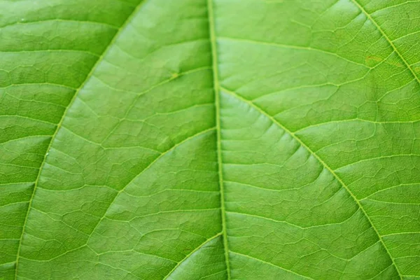 Nahaufnahme Auf Grünem Blatt Textur Hintergrund — Stockfoto