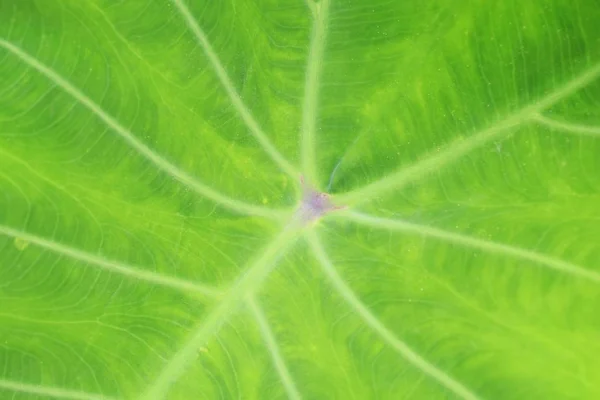 Close Groen Blad Textuur Achtergrond — Stockfoto