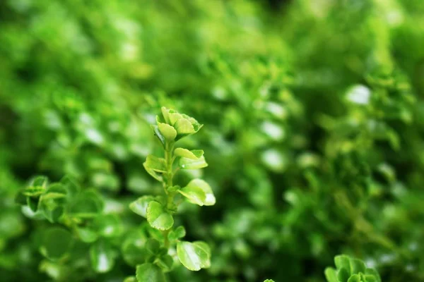 Close Green Leaf Texture Background — Stock Photo, Image