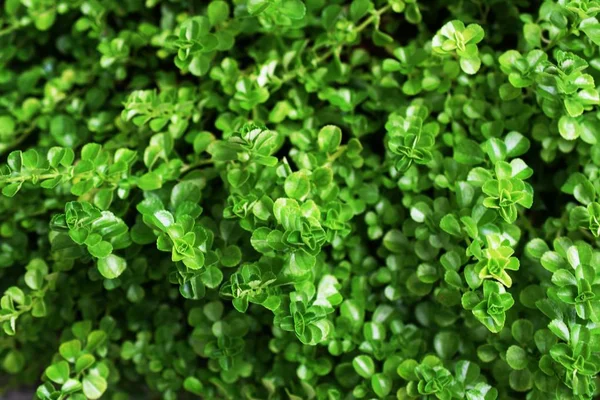 Yeşil yaprak dokusu arkaplanını kapat