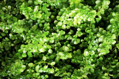 Yeşil yaprak dokusu arkaplanını kapat