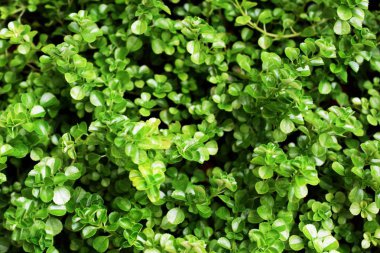 Yeşil yaprak dokusu arkaplanını kapat