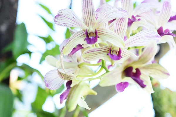 Flores Botão Orquídea Bonita Fechar Fundo Natureza — Fotografia de Stock