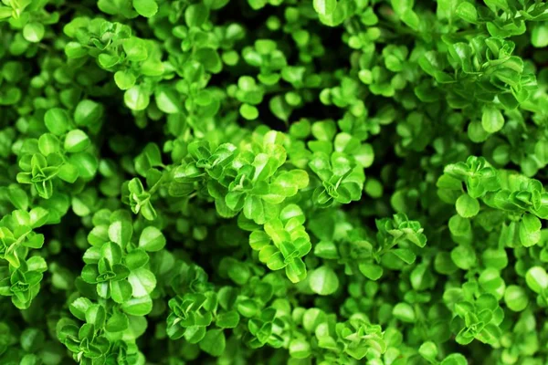 Close Fundo Textura Folha Verde — Fotografia de Stock