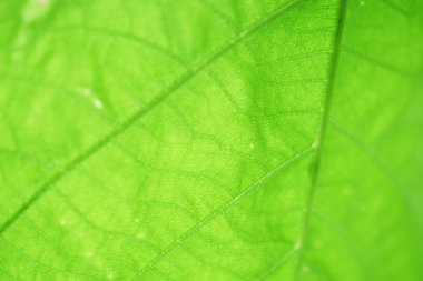 Yeşil yaprak dokusu arkaplanını kapat