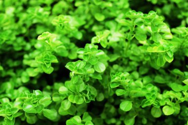 yeşil bırak doğa soyut doğa arka planı kapat