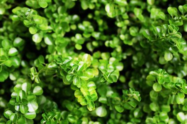 yeşil bırak desen doğa doku arka plan