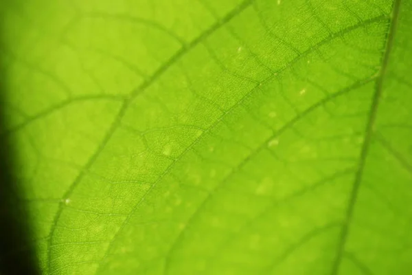 在绿叶纹理背景上的特写 — 图库照片