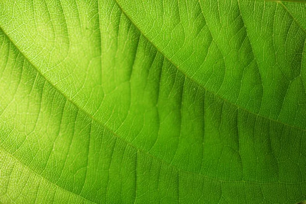 Primer Plano Sobre Fondo Textura Hoja Verde — Foto de Stock
