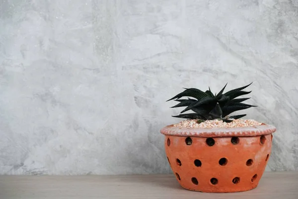 Kaktus Lezat Dalam Pot Bunga Pada Latar Belakang Kayu — Stok Foto