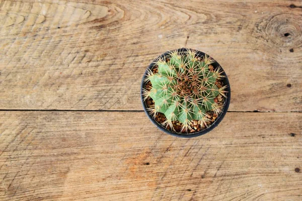 Ovanifrån Cactus Saftiga Blomkruka Trä Bakgrund — Stockfoto