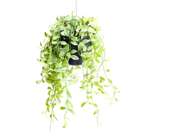 Grüne Pflanze Hängt Isoliert Sammlung Auf Weißem Hintergrund Stockbild