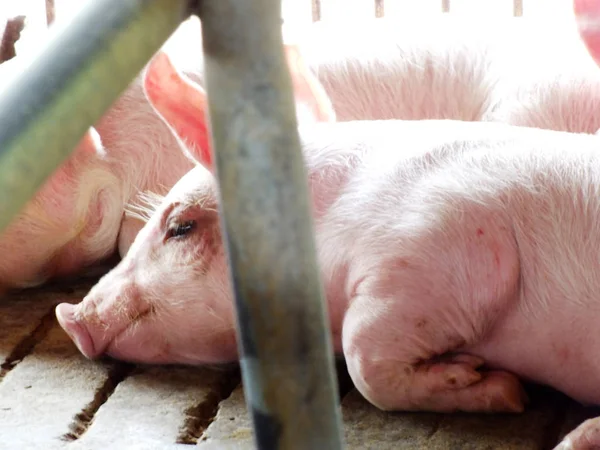 Jonge Slapende Varken Het Zuigen Schuur — Stockfoto