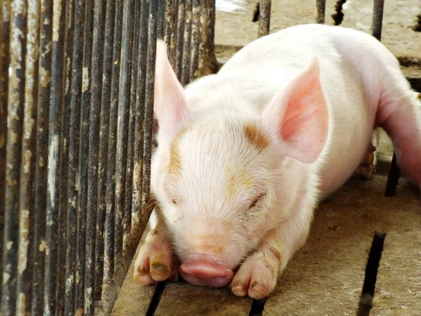 Young Sleeping Pig Sucking Shed — Stock Photo, Image