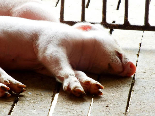 Young Sleeping Pig Sucking Shed — Stock Photo, Image