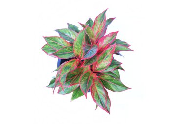 Beyaz arkaplanda izole edilmiş yeşil ev bitkisinin üst görünümü