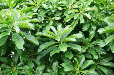 tropikal doğa yaprak yeşil doku arka kapatmak