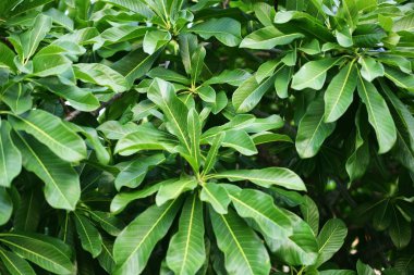 tropikal doğa yaprak yeşil doku arka kapatmak