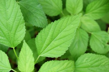 tropikal yeşil doğa arka plan ayrılmak 