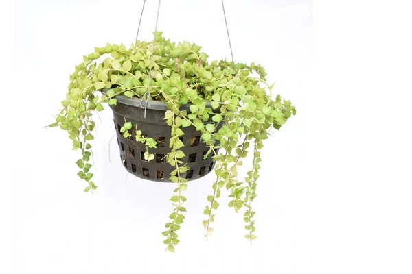 green plant hanging isolated collection on white background