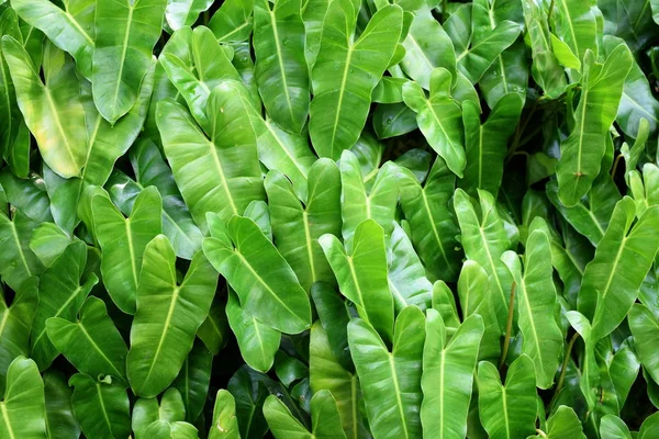 Primer Plano Naturaleza Tropical Hoja Verde Textura Fondo — Foto de Stock