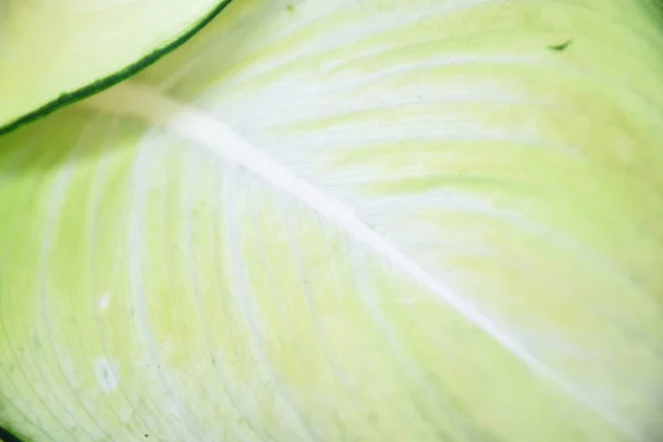 Groene Verlof Patroon Natuur Textuur Achtergrond — Stockfoto