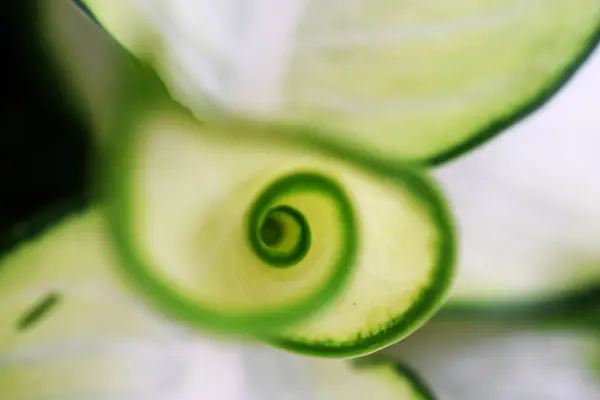 绿色离开螺旋自然抽象背景 — 图库照片