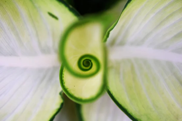 绿色离开螺旋自然抽象背景 — 图库照片