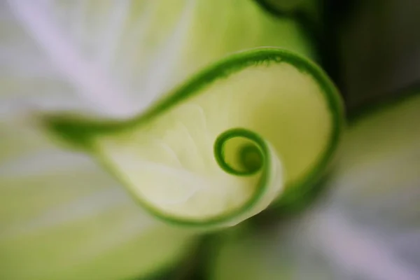 Зелене Листя Спіральної Природи Абстрактний Фон — стокове фото