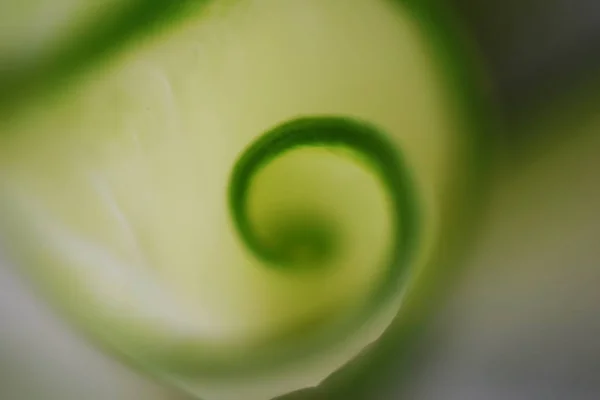 Зелене Листя Спіральної Природи Абстрактний Фон — стокове фото