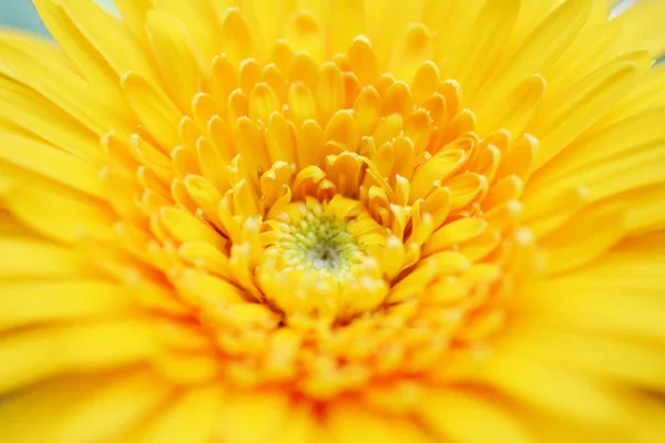 클로즈업 꽃가루 배경으로 Gerbera — 스톡 사진