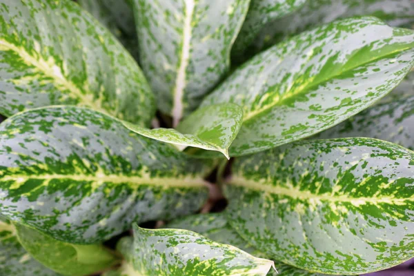 Groene Verlof Patroon Natuur Textuur Achtergrond — Stockfoto